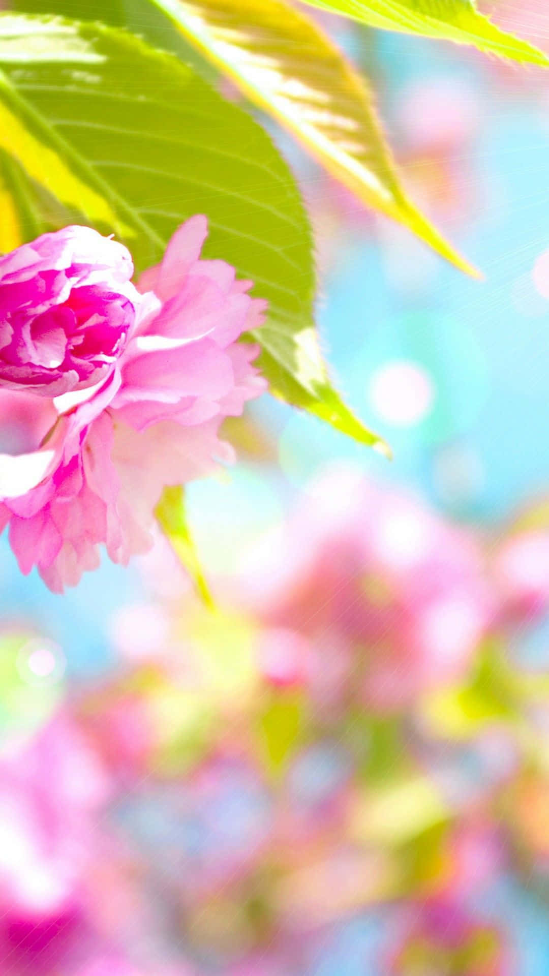 Spring Background | Aesthetic Wallpaper Download | MobCup