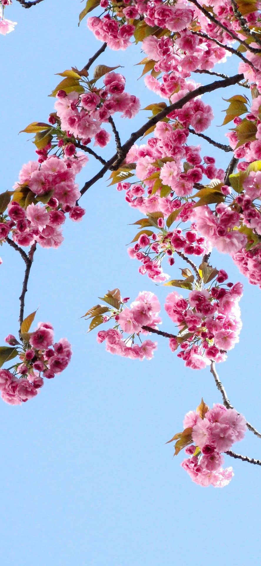 "Take in the beauty of spring with this cute iphone wallpaper!" Wallpaper