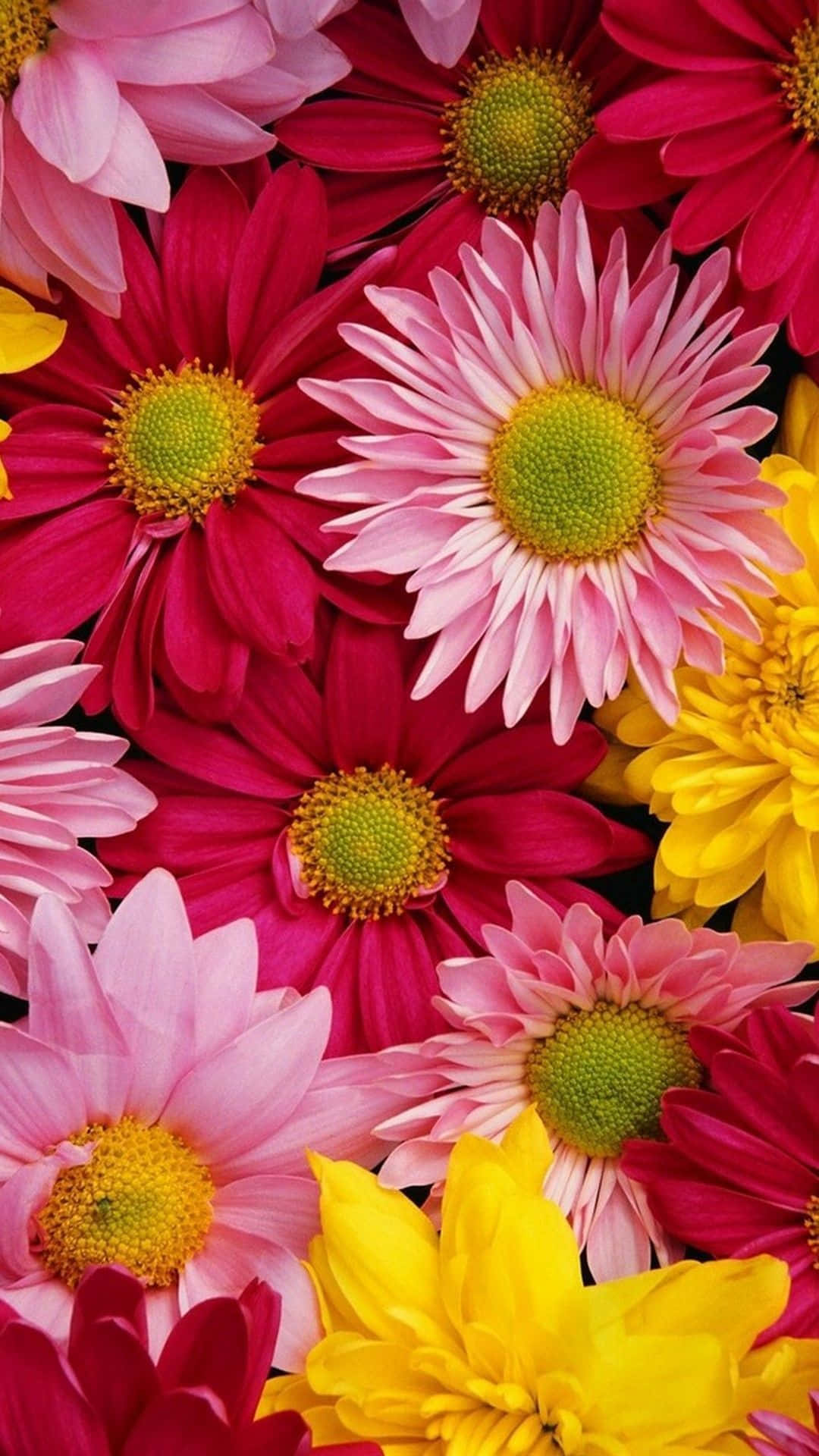 Et tæt kig på mange farverige blomster på en lysere baggrund Wallpaper
