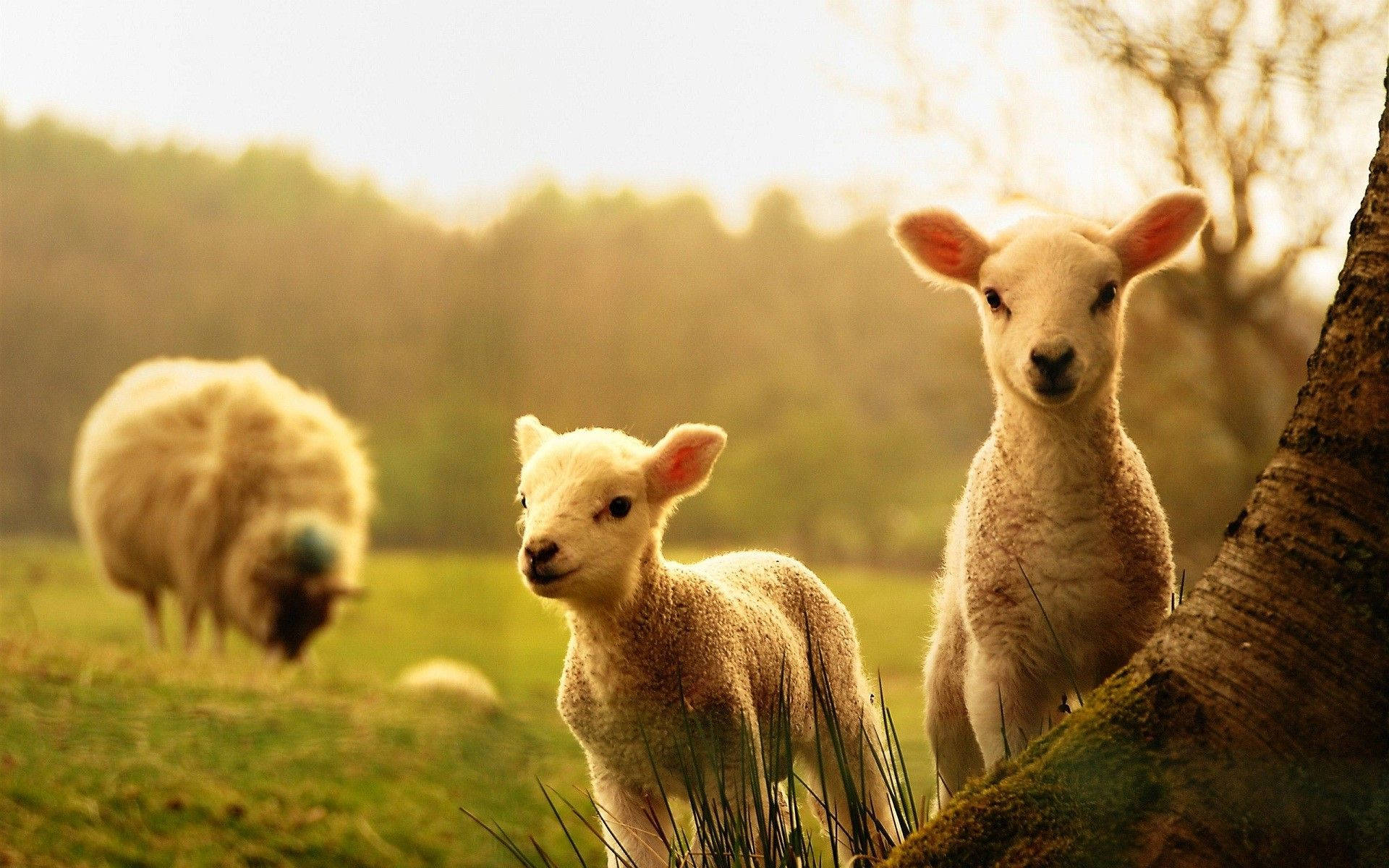Cute Spring Lamb Wallpaper