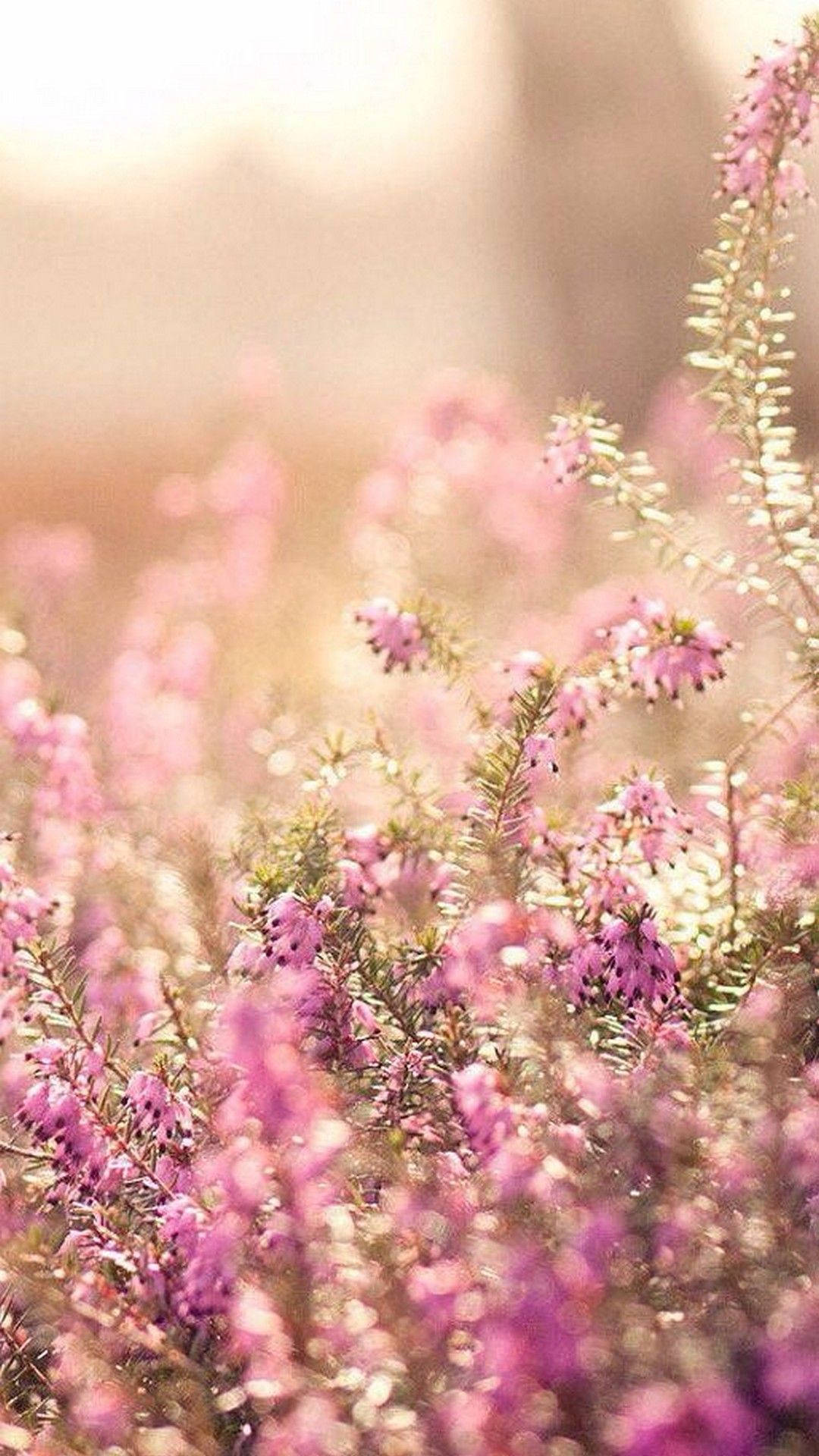 Cute Spring Phone Lavender In Sunlight Wallpaper