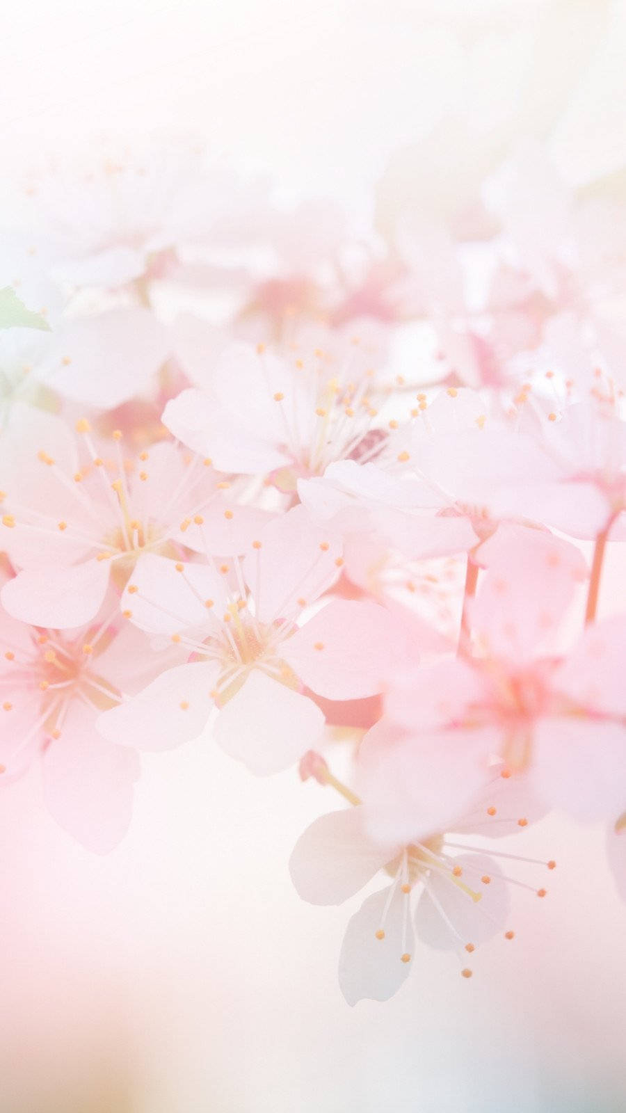 Cherry Blossoms On A Branch With A Blurry Background Wallpaper