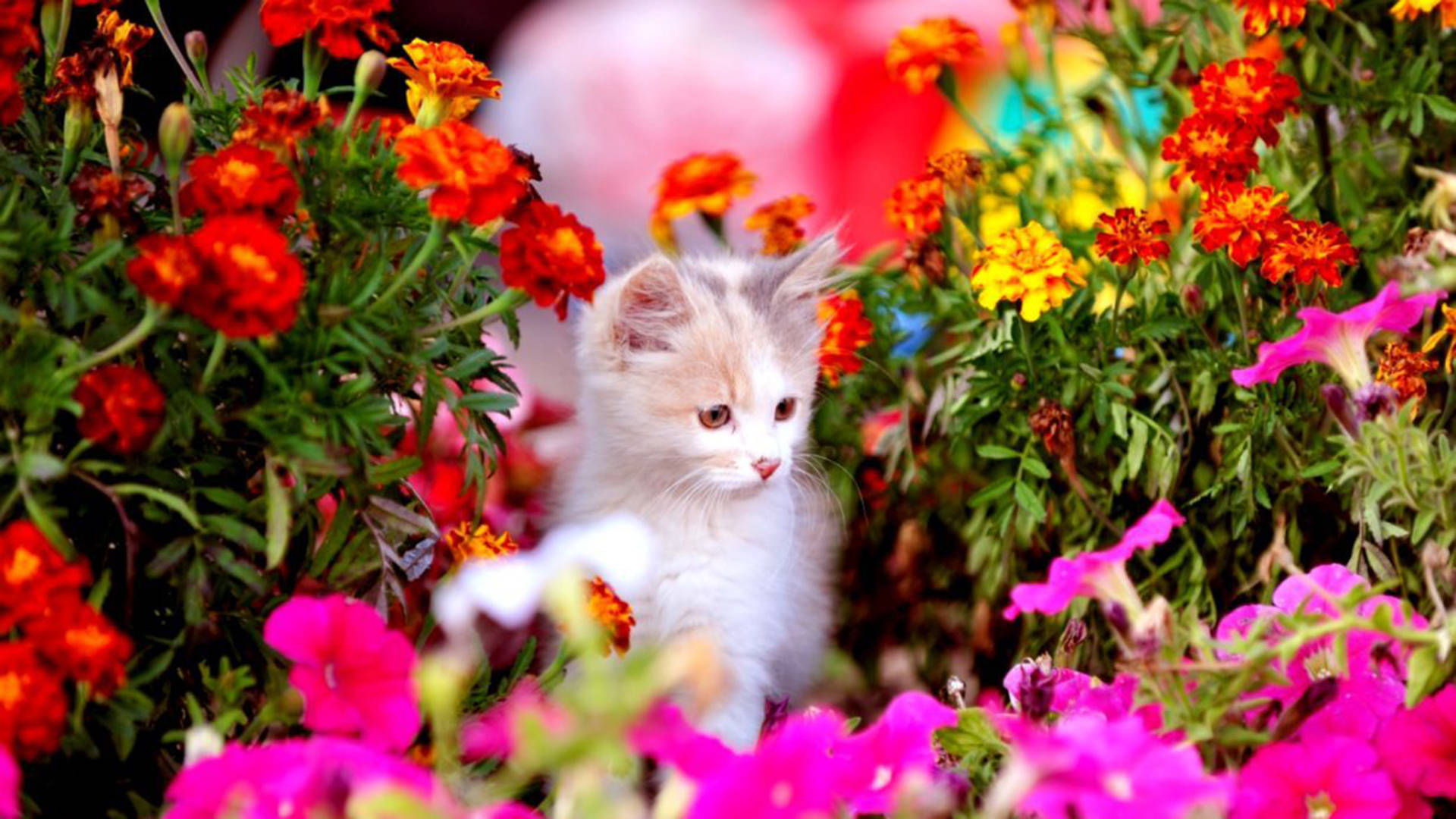 A Kitten Is In The Flowers Wallpaper