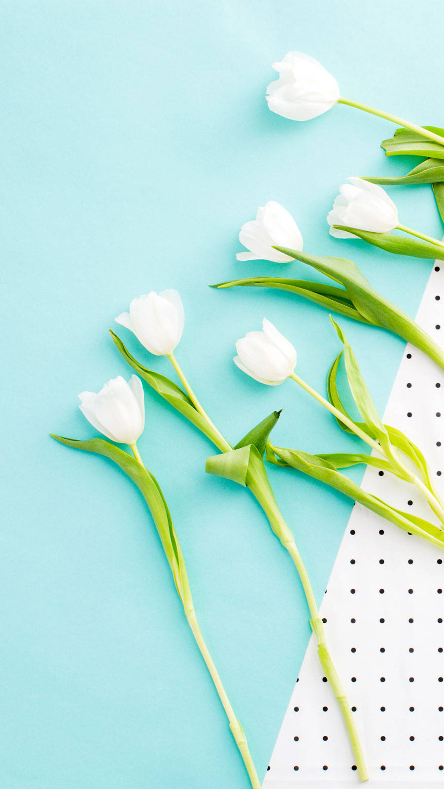 Cute Spring Phone White Tulips Wallpaper