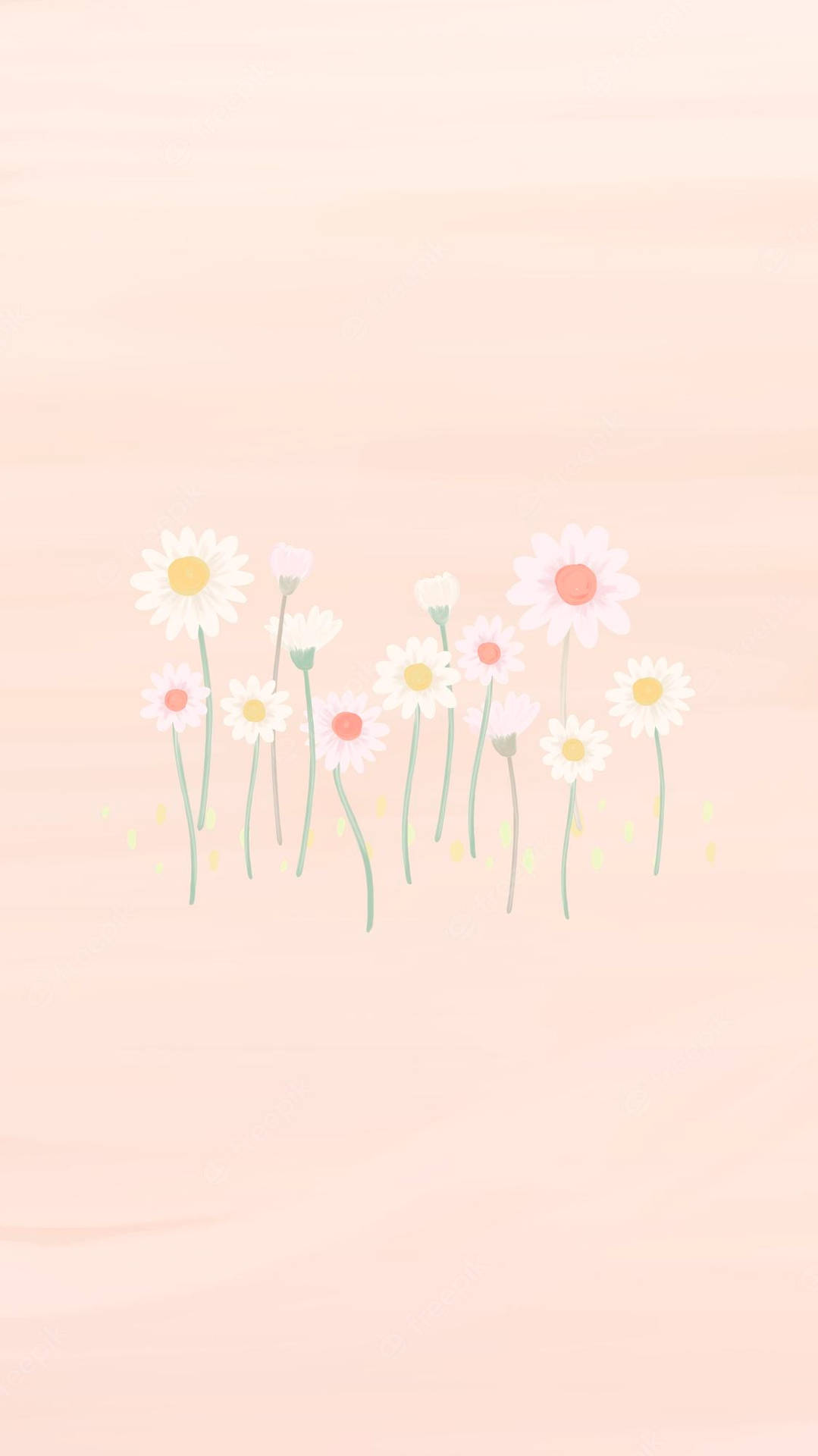 Daisies On A Pink Background Wallpaper