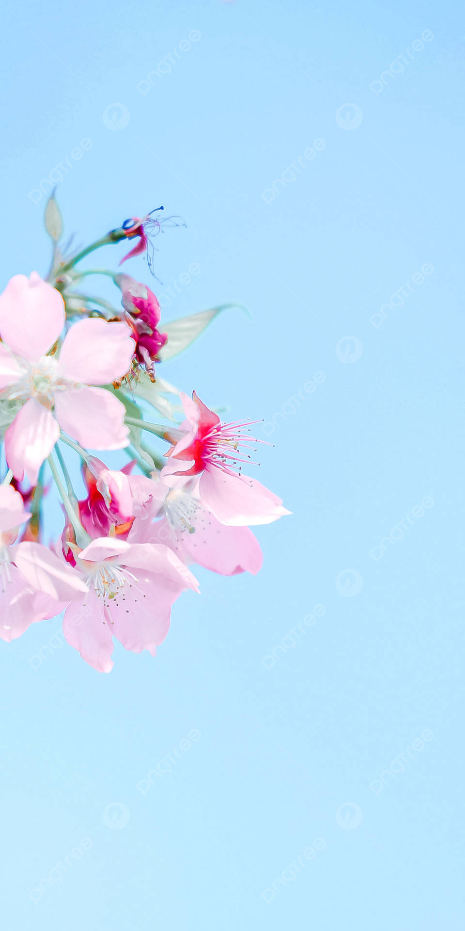A Pink Cherry Blossom Wallpaper