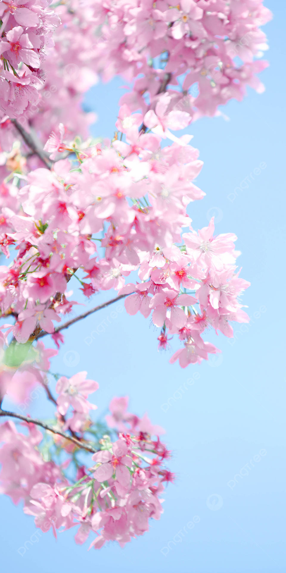 Lindofondo De Pantalla De Primavera Con Flores De Cerezo Para El Teléfono. Fondo de pantalla