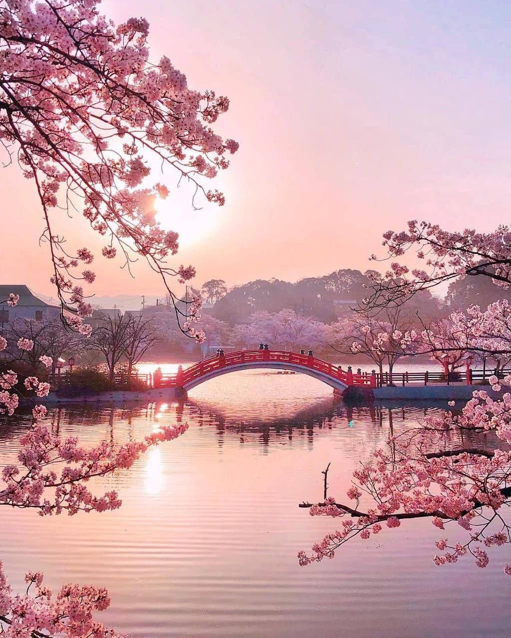 Cute Spring Pink Lake Bridge Wallpaper