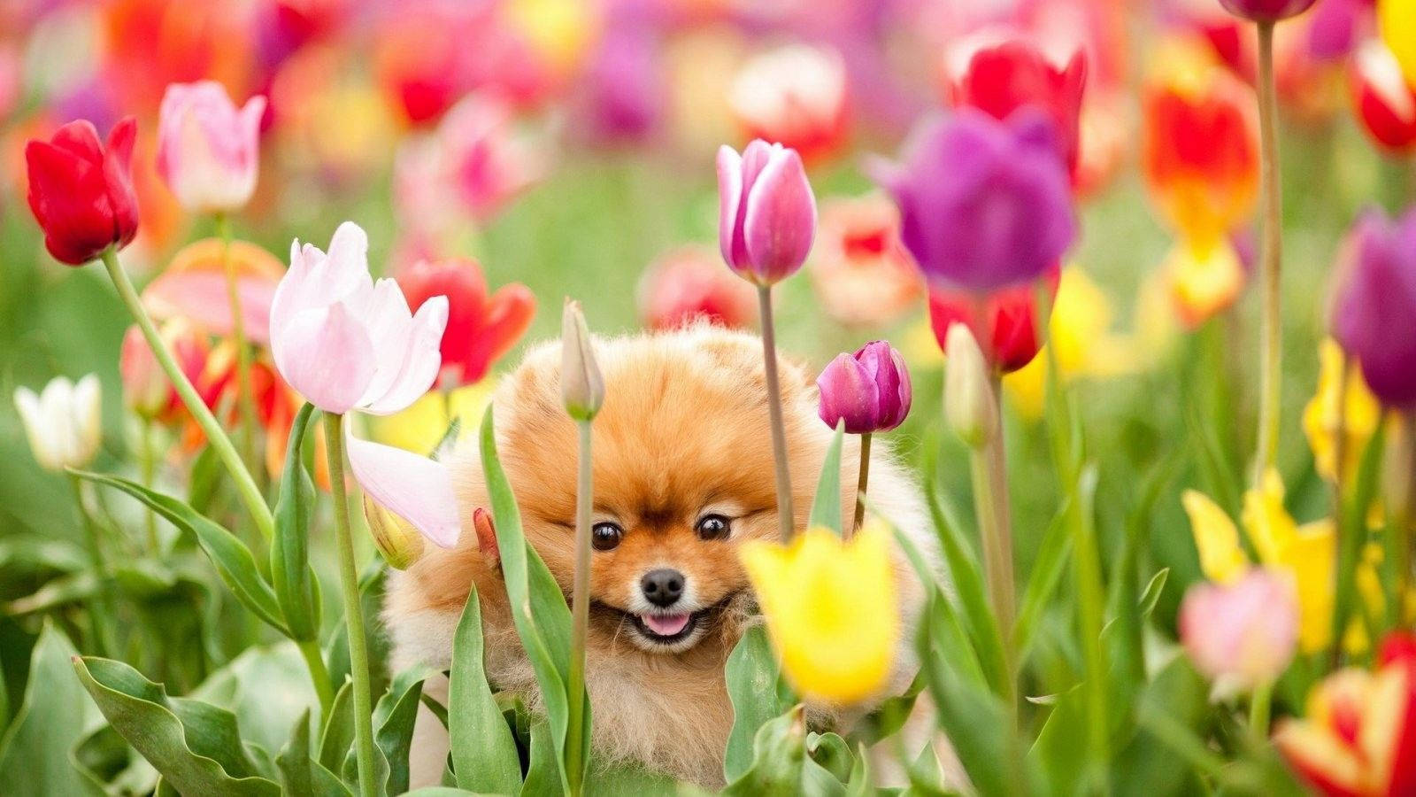 Cute Spring Pomeranian Dog Wallpaper