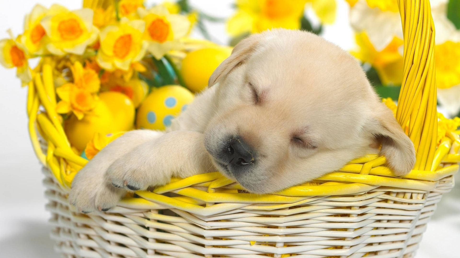 Cute Spring Puppy In Basket Wallpaper