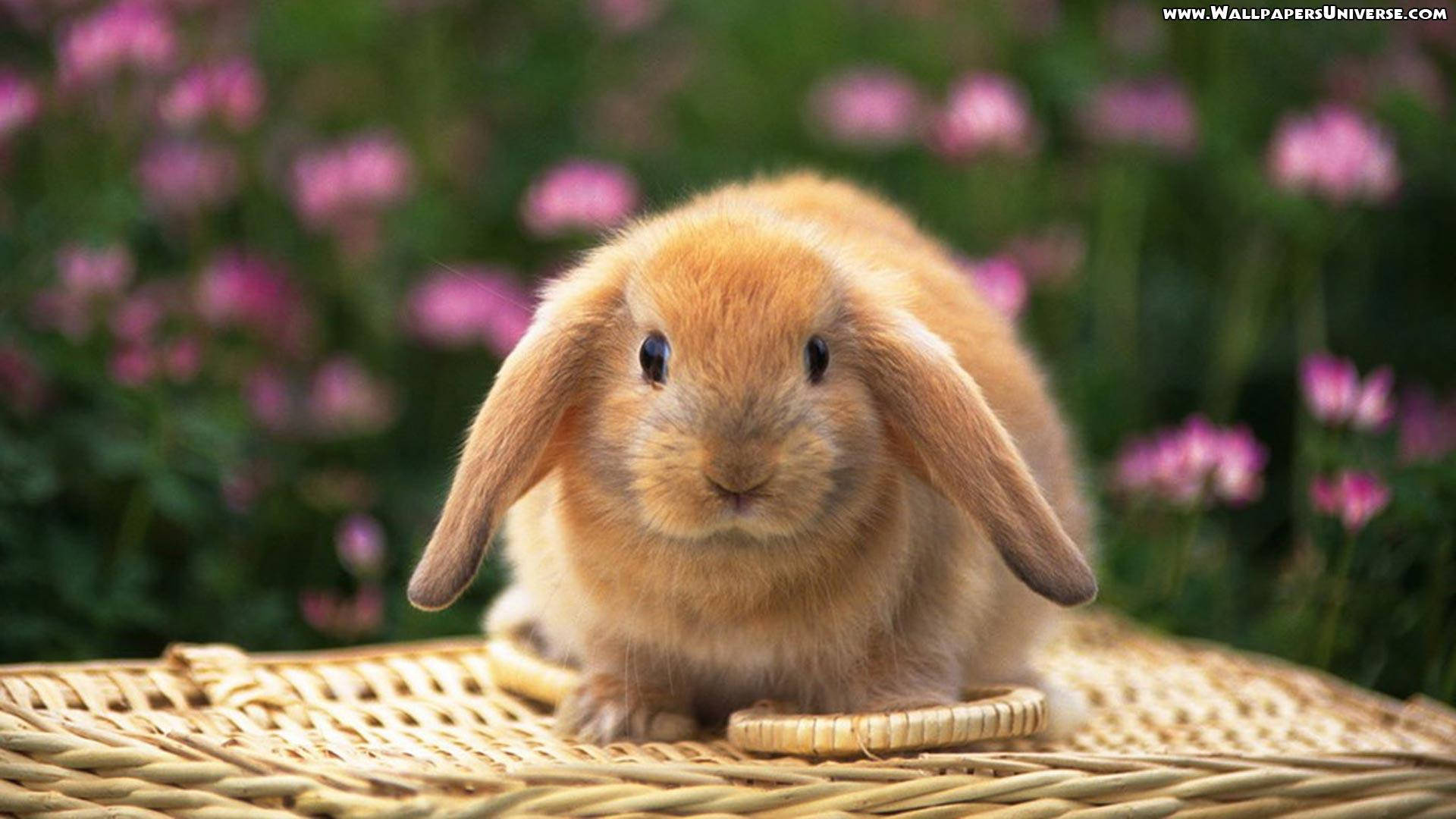 Cute Spring Red Bunny Wallpaper