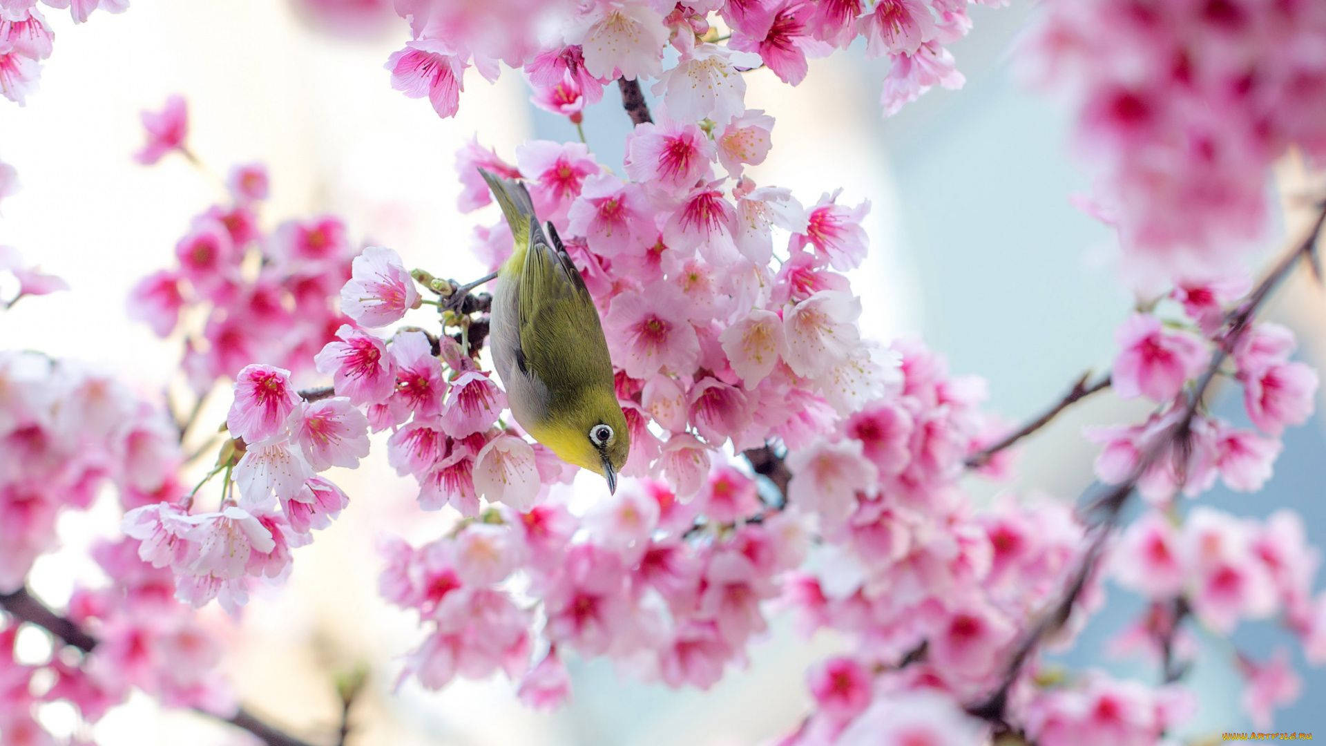 Lindopájaro De Sakura Primaveral Fondo de pantalla