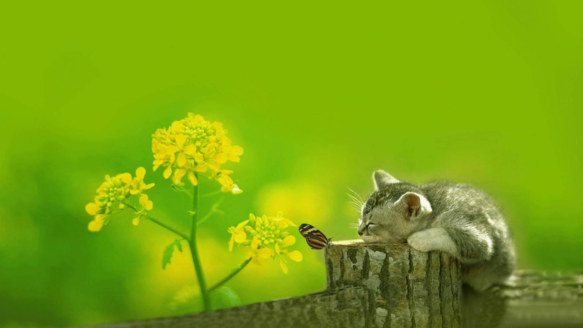 Cute Spring Sleeping Kitten Wallpaper