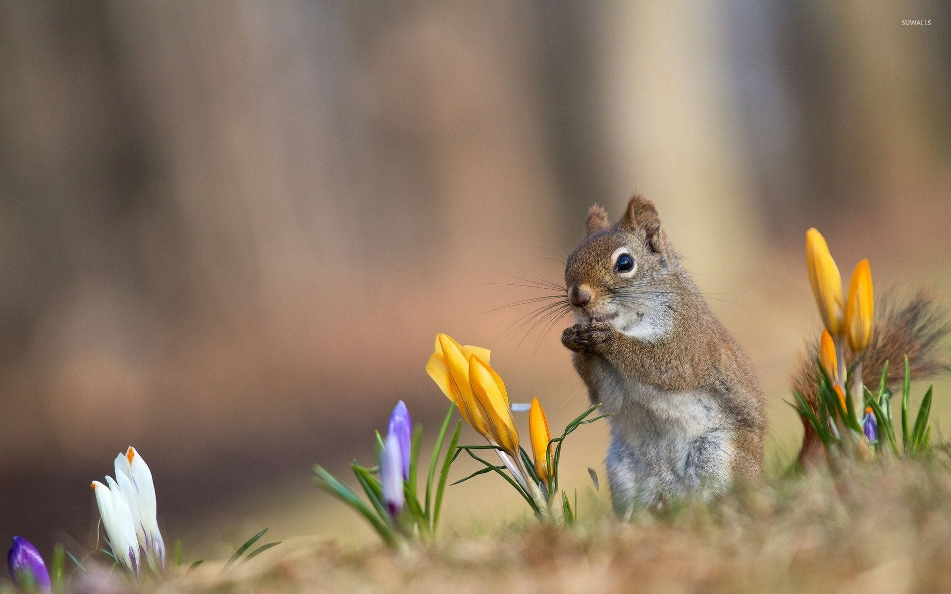 Cute Spring Squirrel Wallpaper