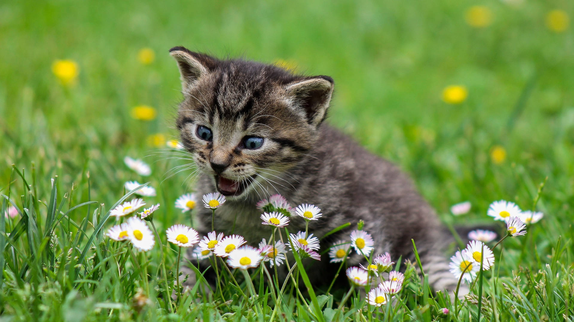 Cute Spring Surprised Kitten Wallpaper