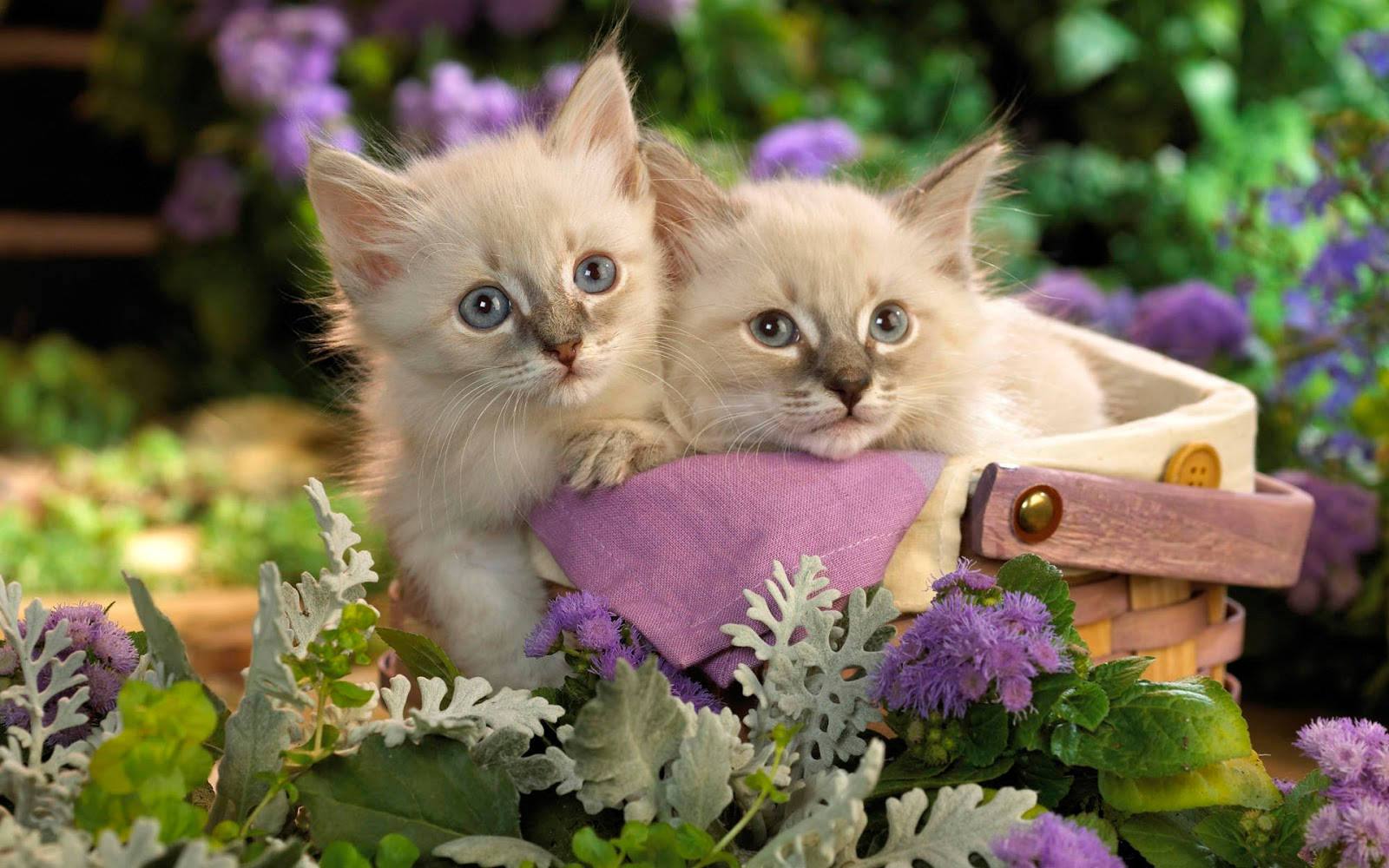 Cute Spring Twin Kittens Wallpaper