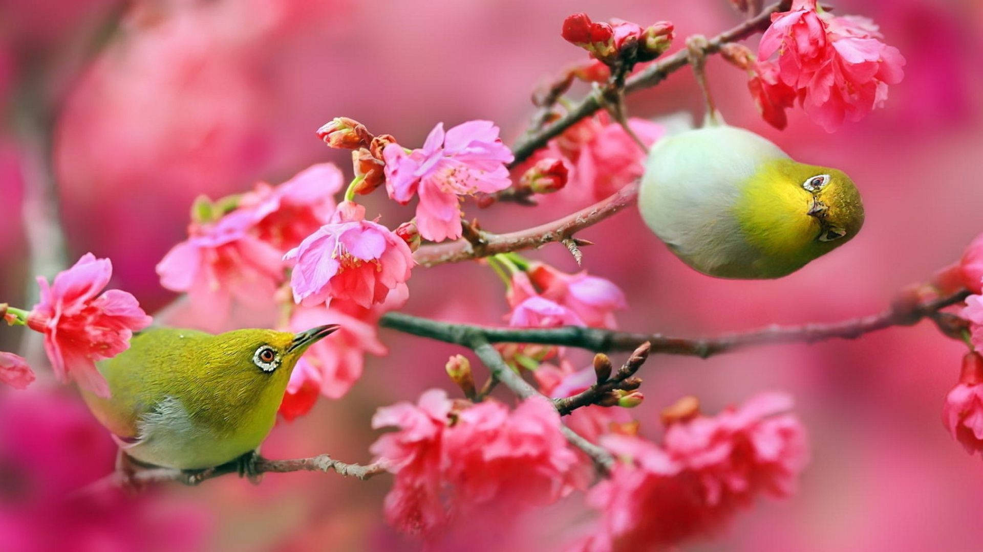 Cute Spring Yellow Birds Wallpaper