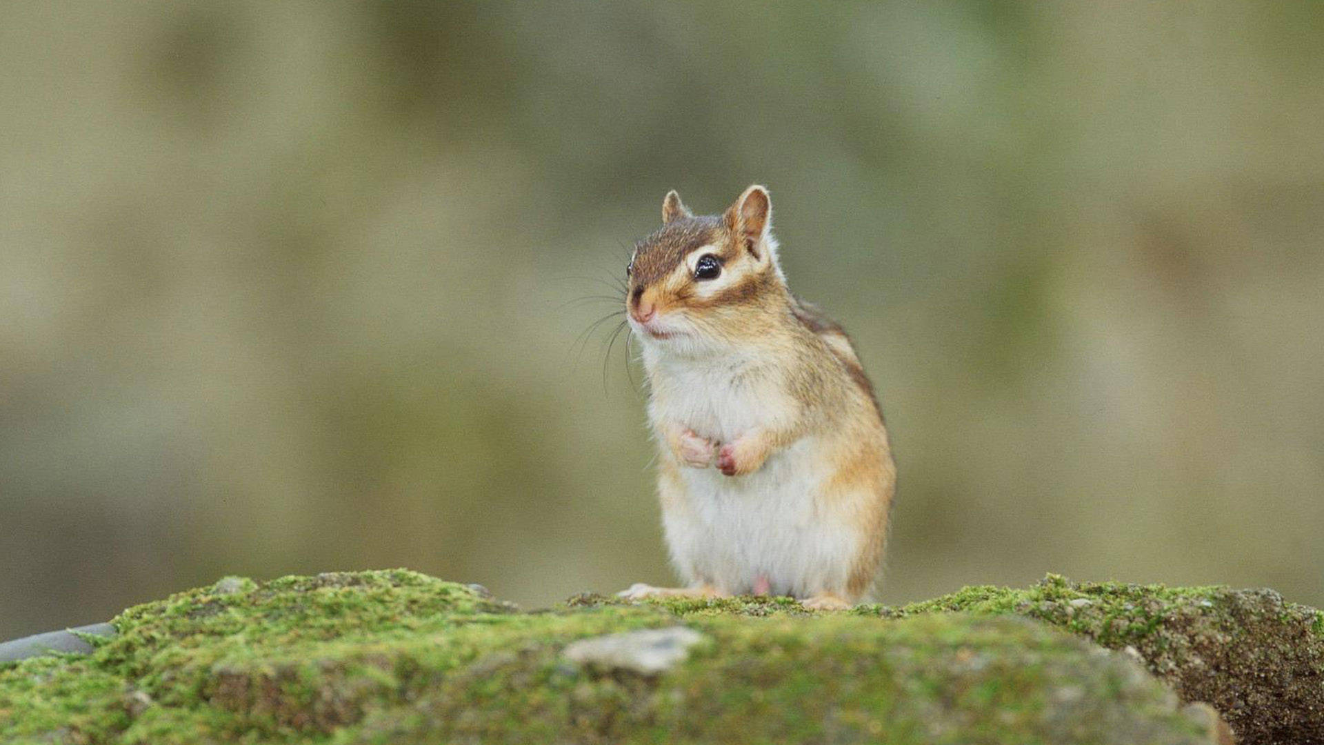 Cute Squirrel On Rock