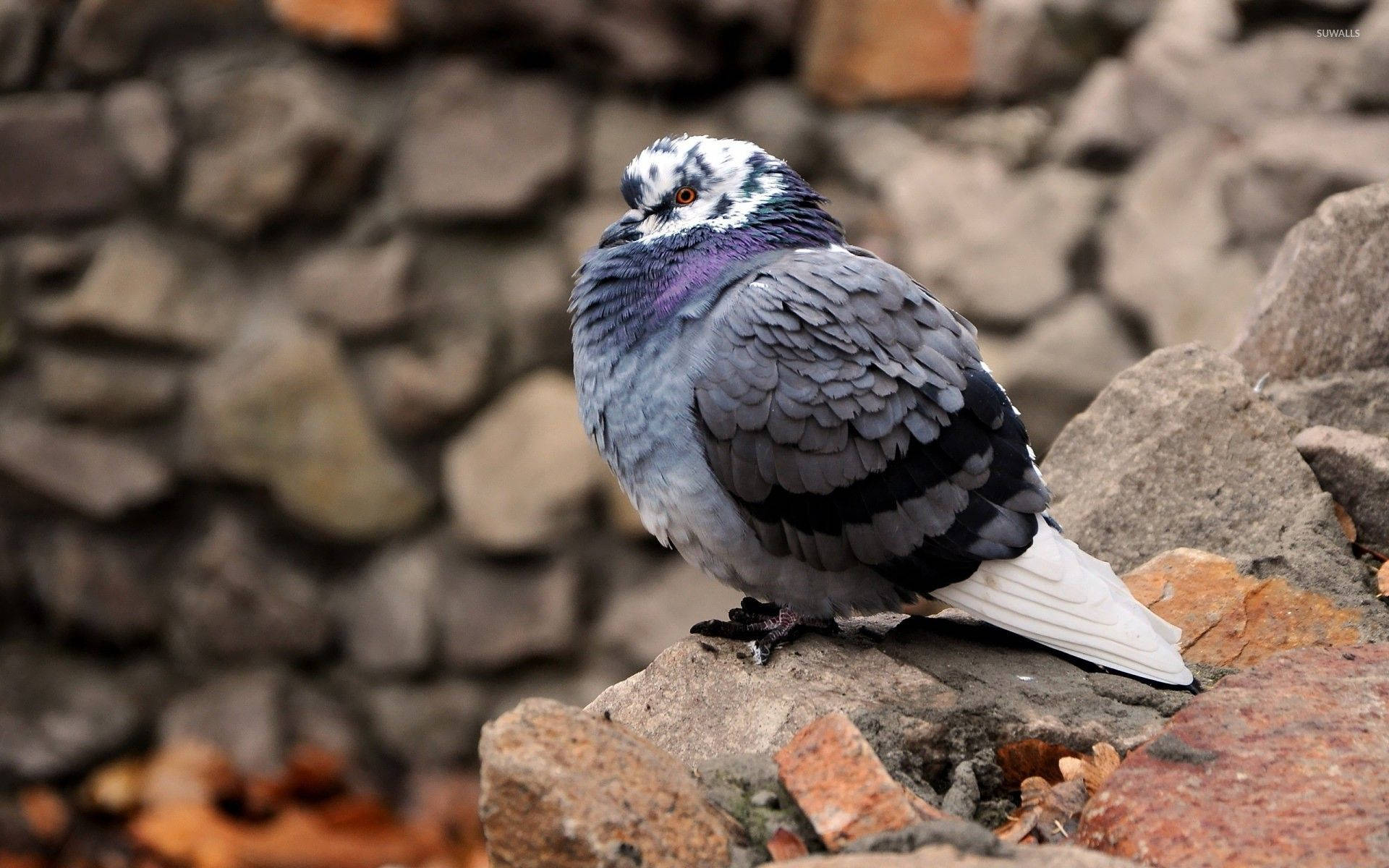 Free Pigeon Background Photos, [100+] Pigeon Background for FREE |  