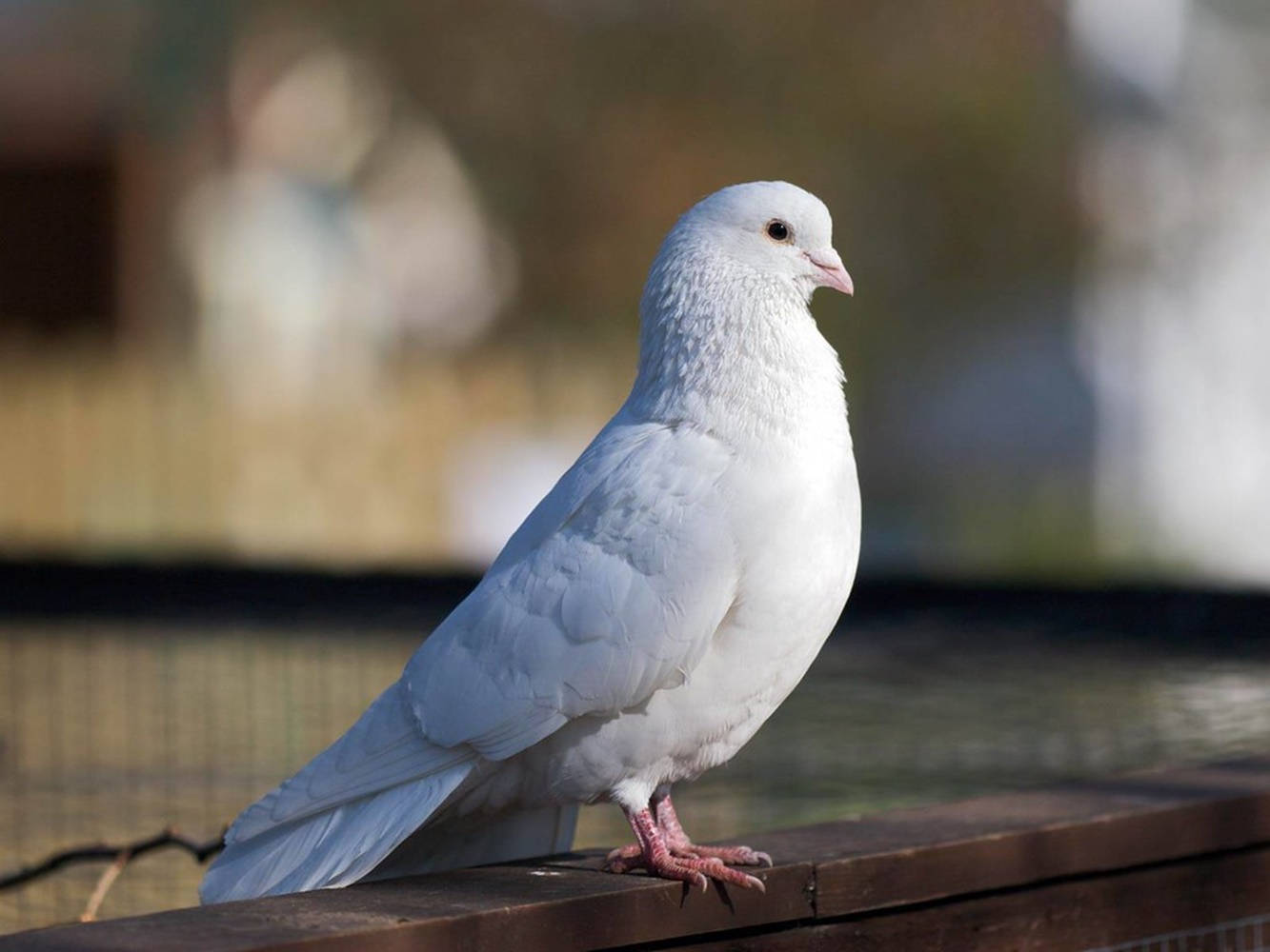 Cute Standing White Dove Bird Wallpaper