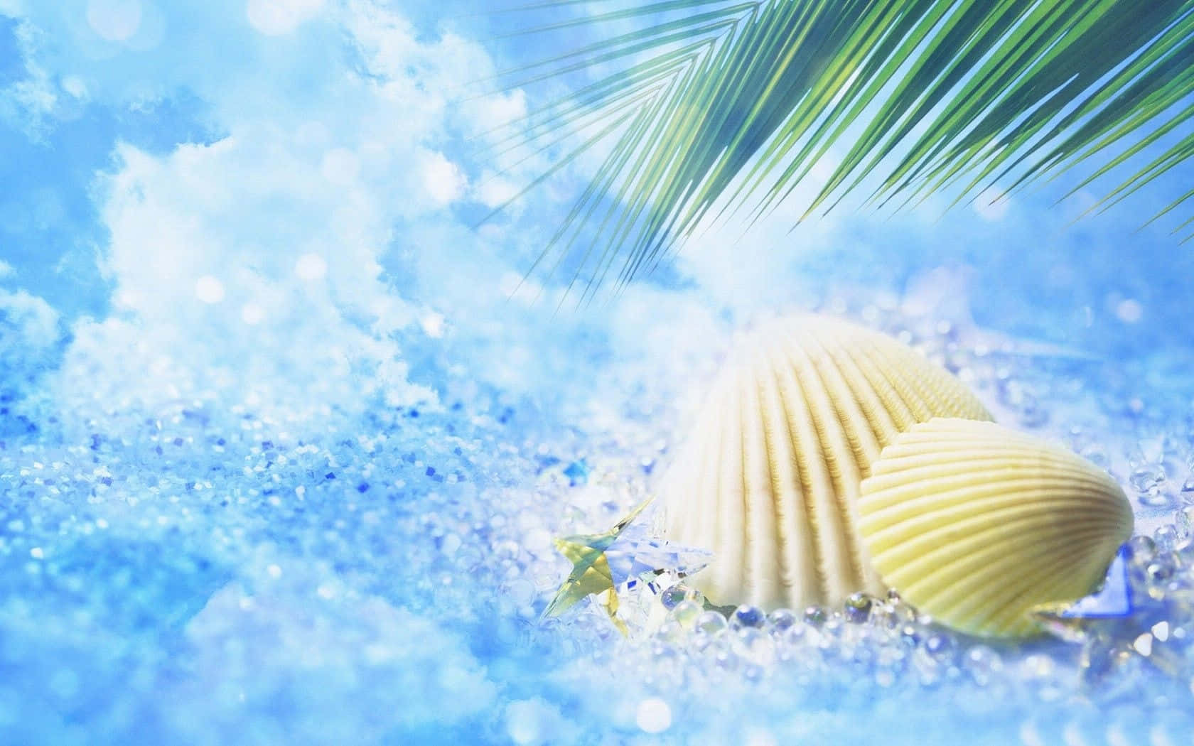 Cute Summer Desktop White Seashells Wallpaper