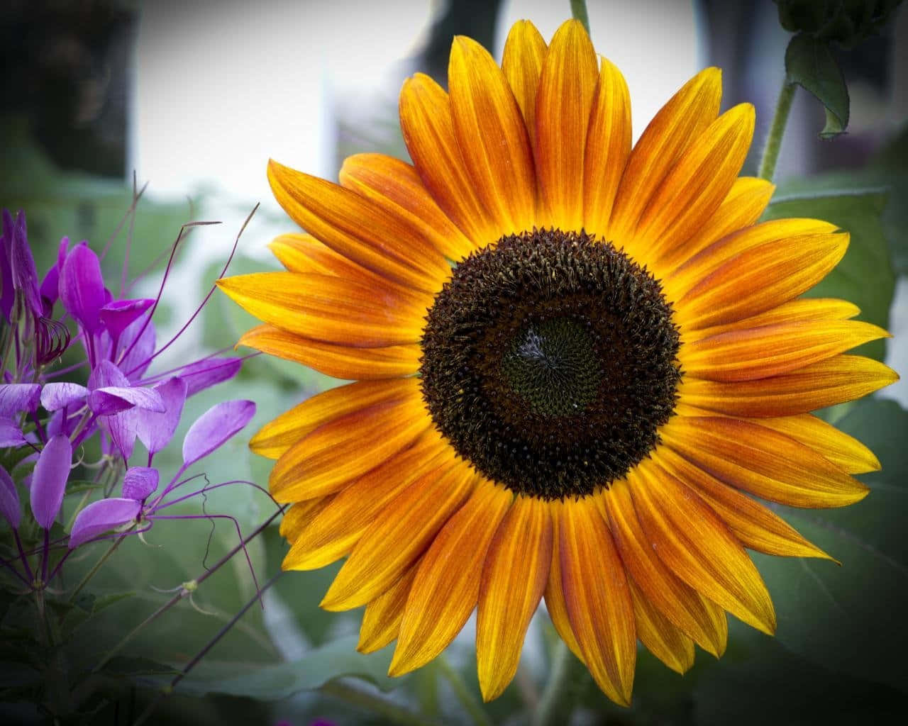 A cheerful sunflower blooms amongst a sea of green. Wallpaper