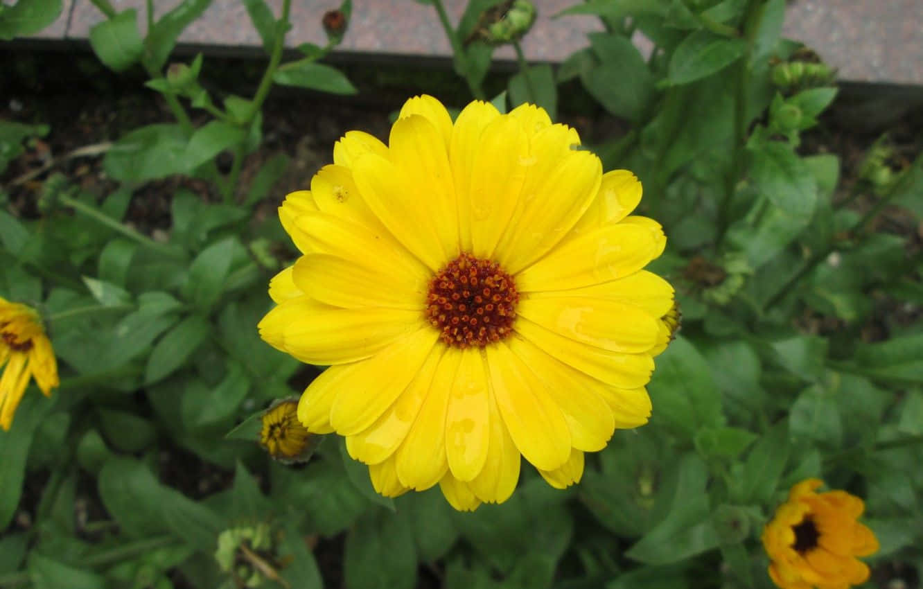 A small sweet sunflower lovingly facing the sunrays Wallpaper