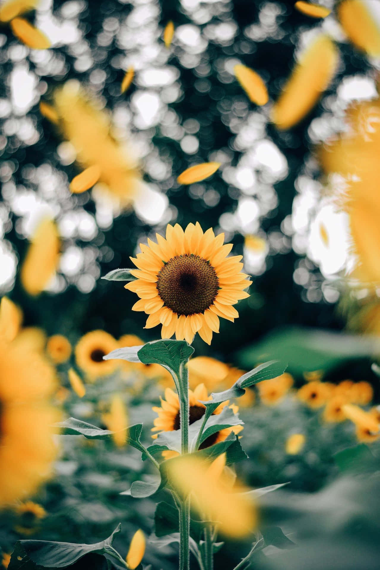 sunflower wallpaper  Sunflower wallpaper Tumblr wallpaper Nature  wallpaper