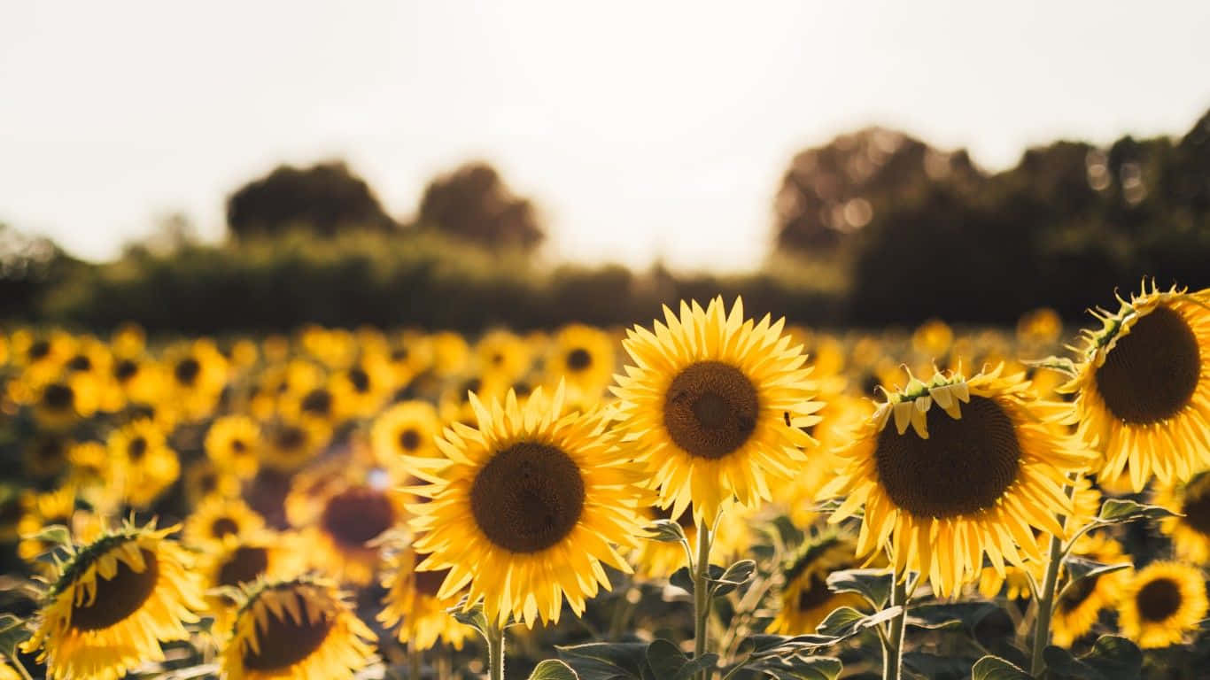 A cheery sunflower basking in the sunshine Wallpaper