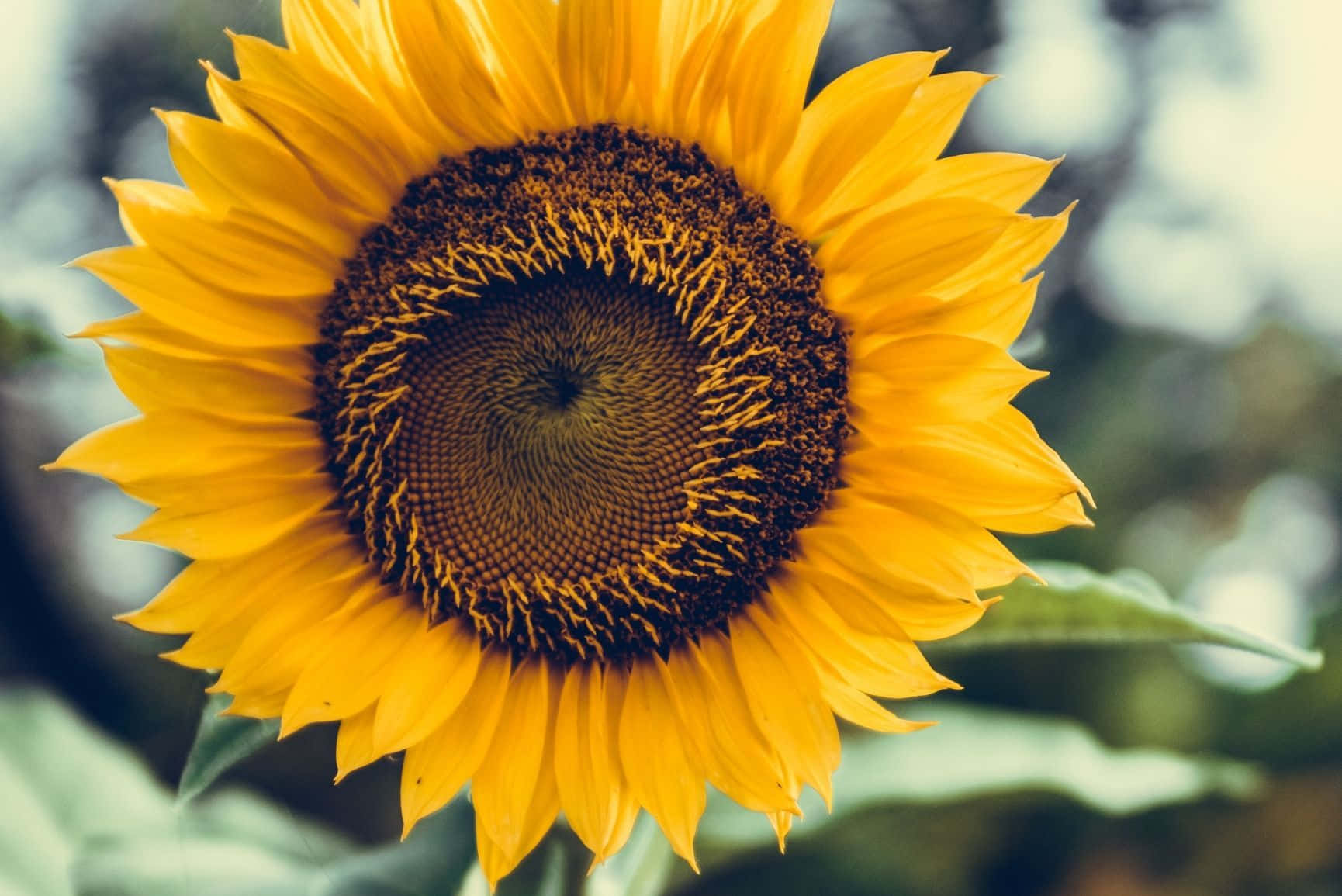 “A burst of sunshine in the form of a cute sunflower.” Wallpaper