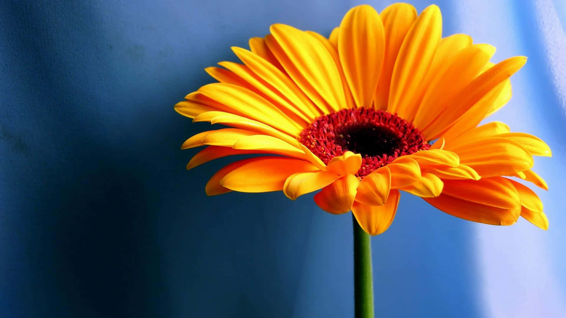 Enjoy the Sun with a Cute Sunflower Wallpaper