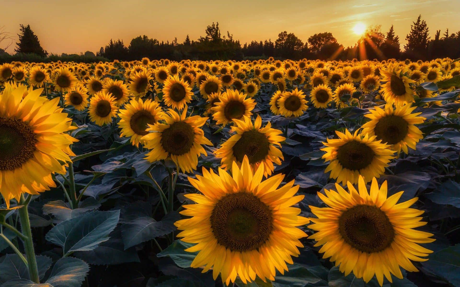 A Bright and Cheerful Sunflower Wallpaper