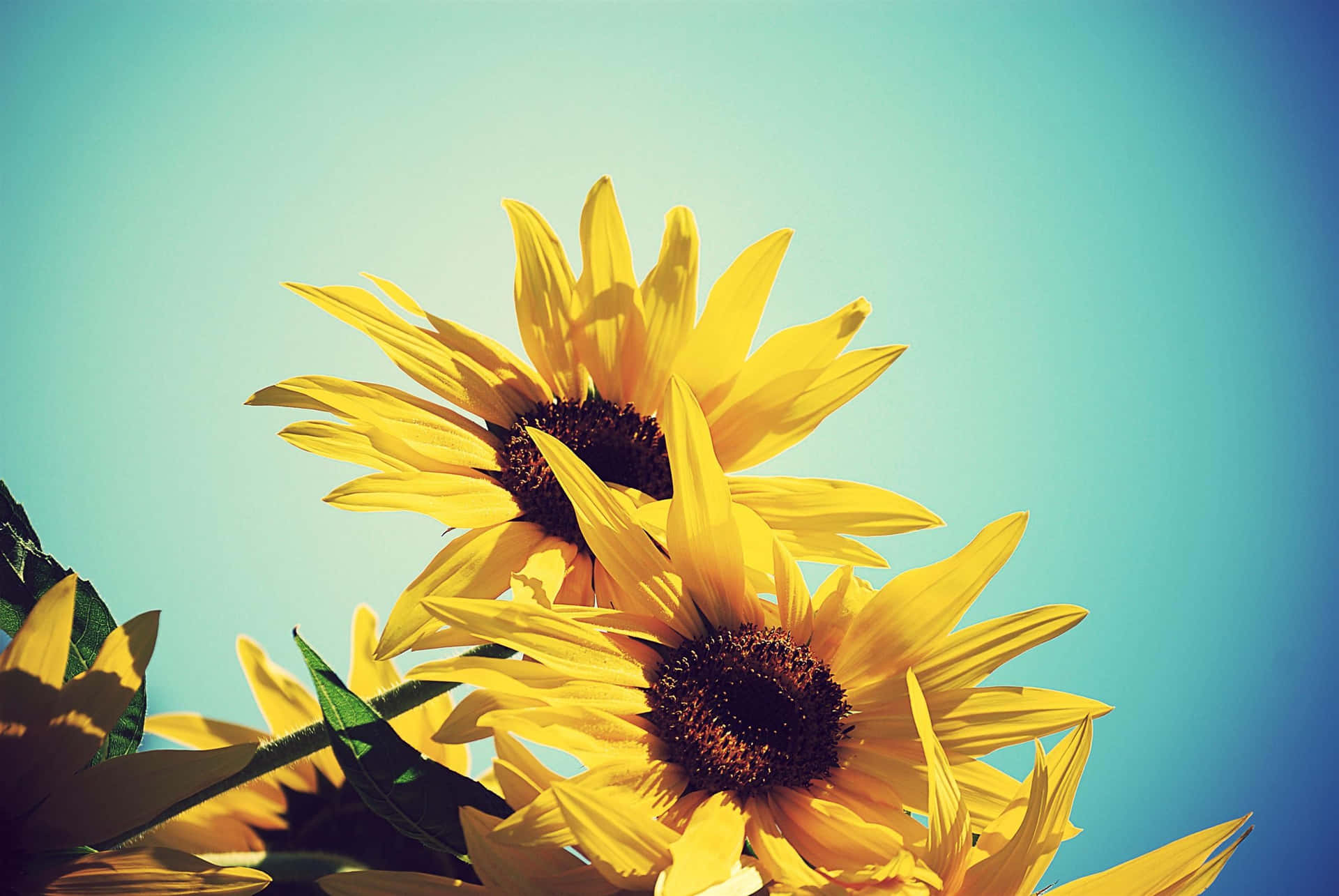 A bright, cute sunflower basking in the sun Wallpaper