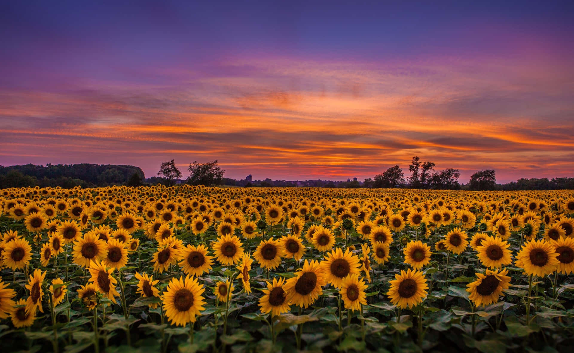 Admiring the beauty of a cute sunflower Wallpaper