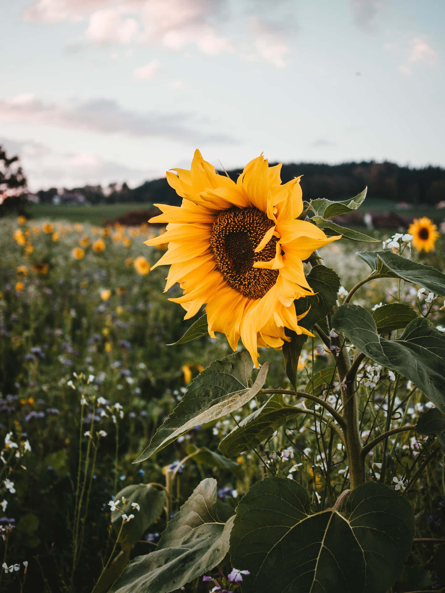 A Cute Sunflower Sitting In A Field of Sunshine Wallpaper