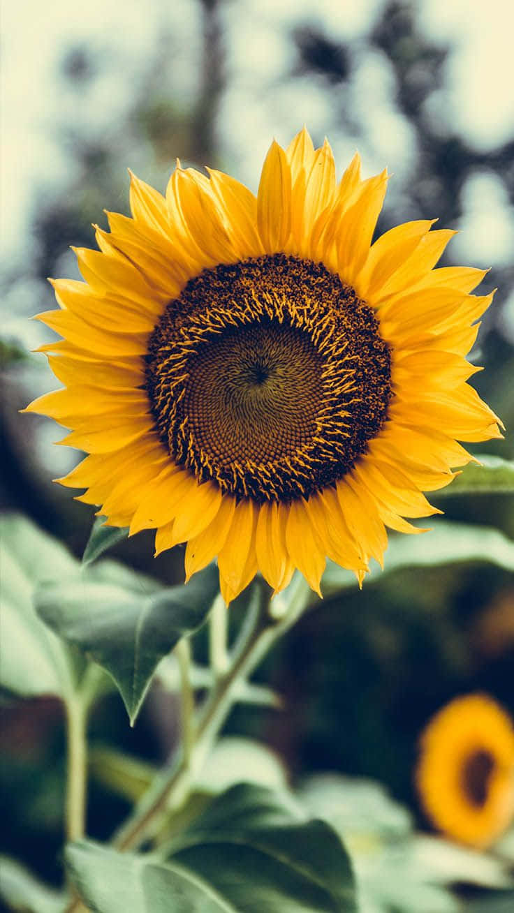 Brighten your day with a beautiful cute sunflower Wallpaper