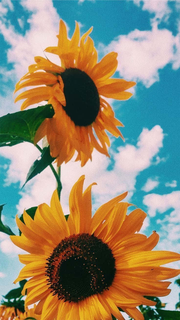 Aesthetic Sunflower Wallpapers  Wallpaper Cave
