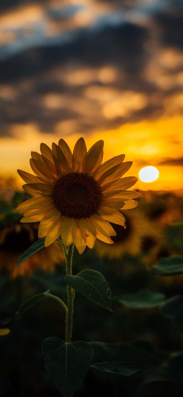 Download A bright yellow sunflower facing the sun Wallpaper