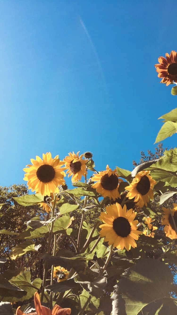 A simplistic and beautiful shot of a Cute Sunflower Wallpaper