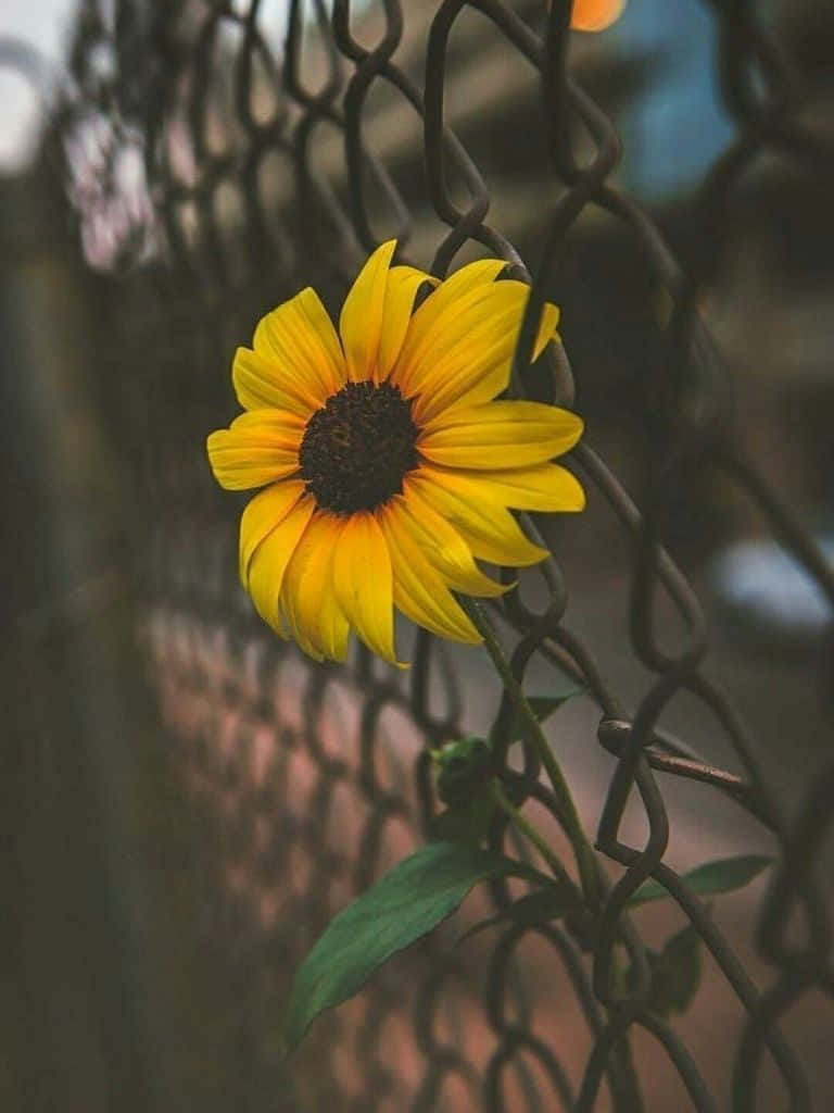 An Adorable Sunflower Gazing Into the Camera Wallpaper