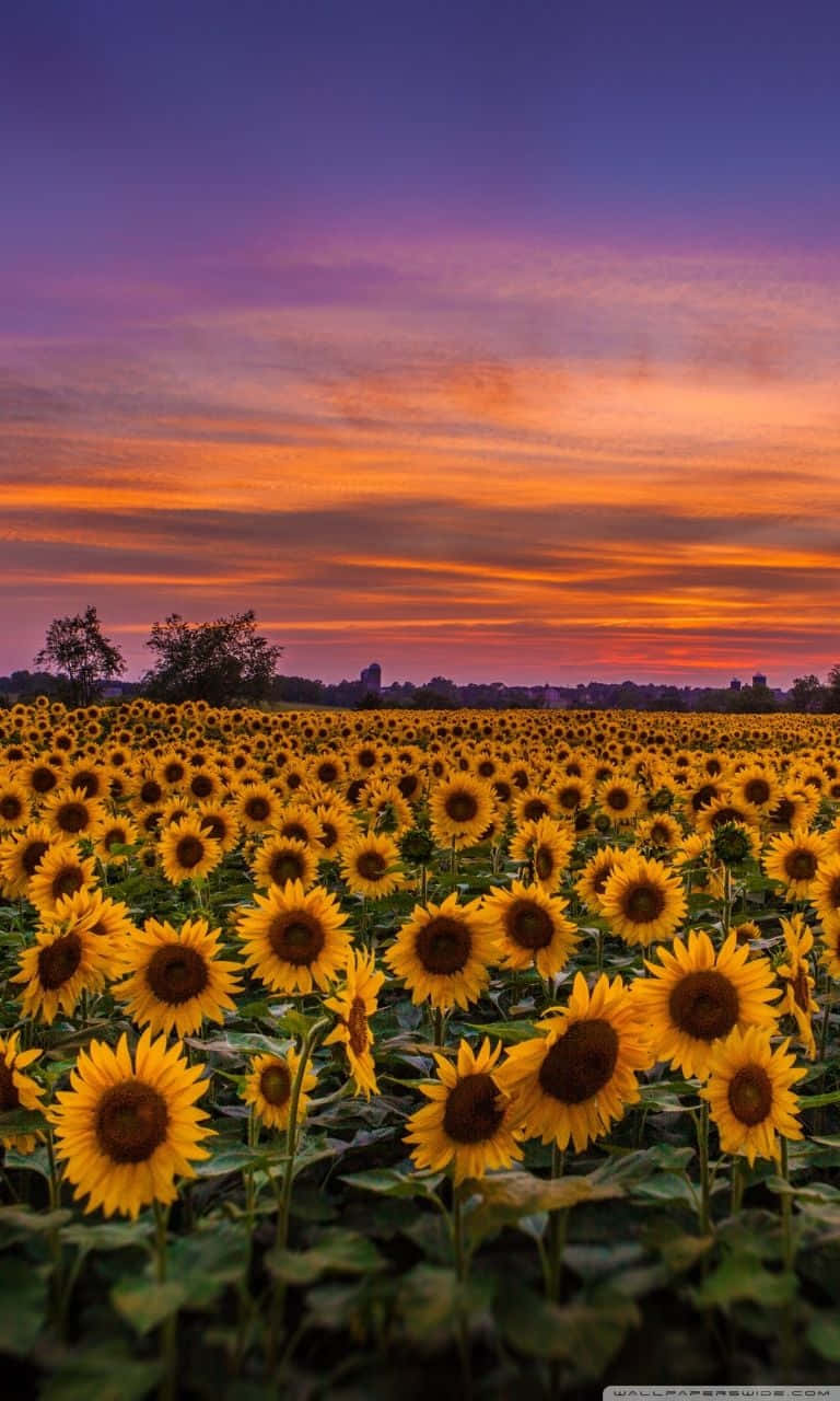 Download Cute Common Sunflower iPhone X Nature Wallpaper  Wallpaperscom