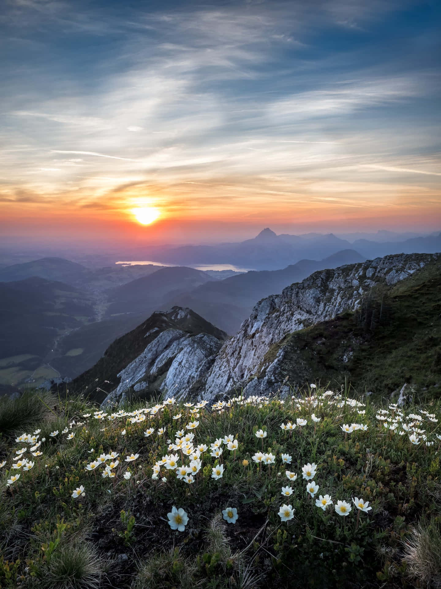 Cute Flowers At Sunset On The Mountains Wallpaper