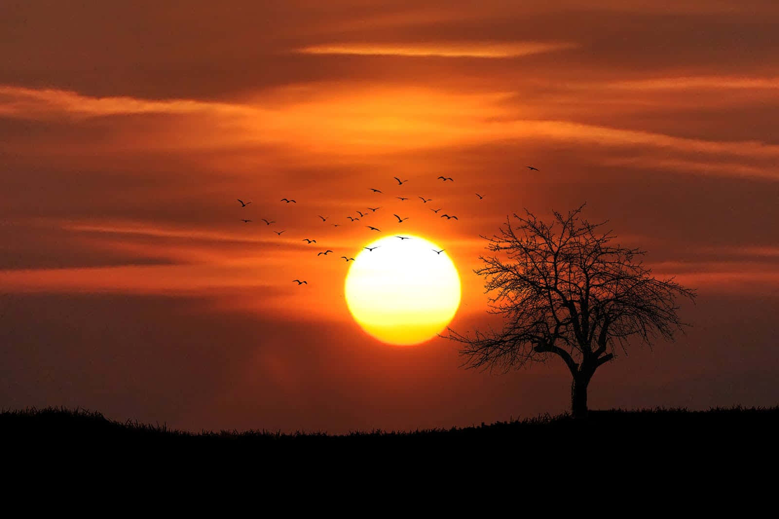 Sød Flok Af Fugle Og Et Træ Ved Solnedgang Wallpaper