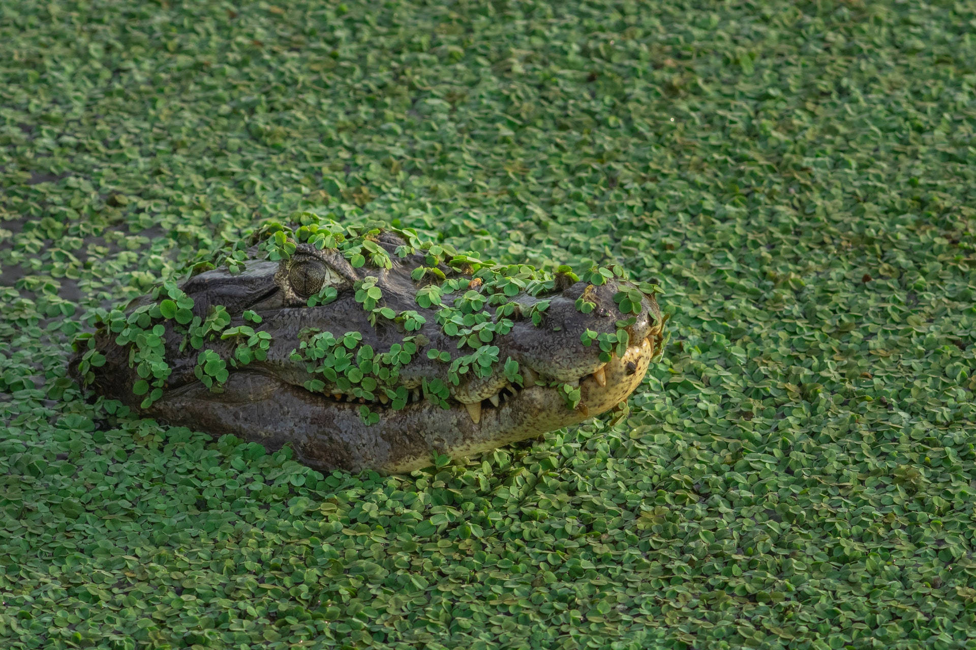 Sødgås alligator Wallpaper