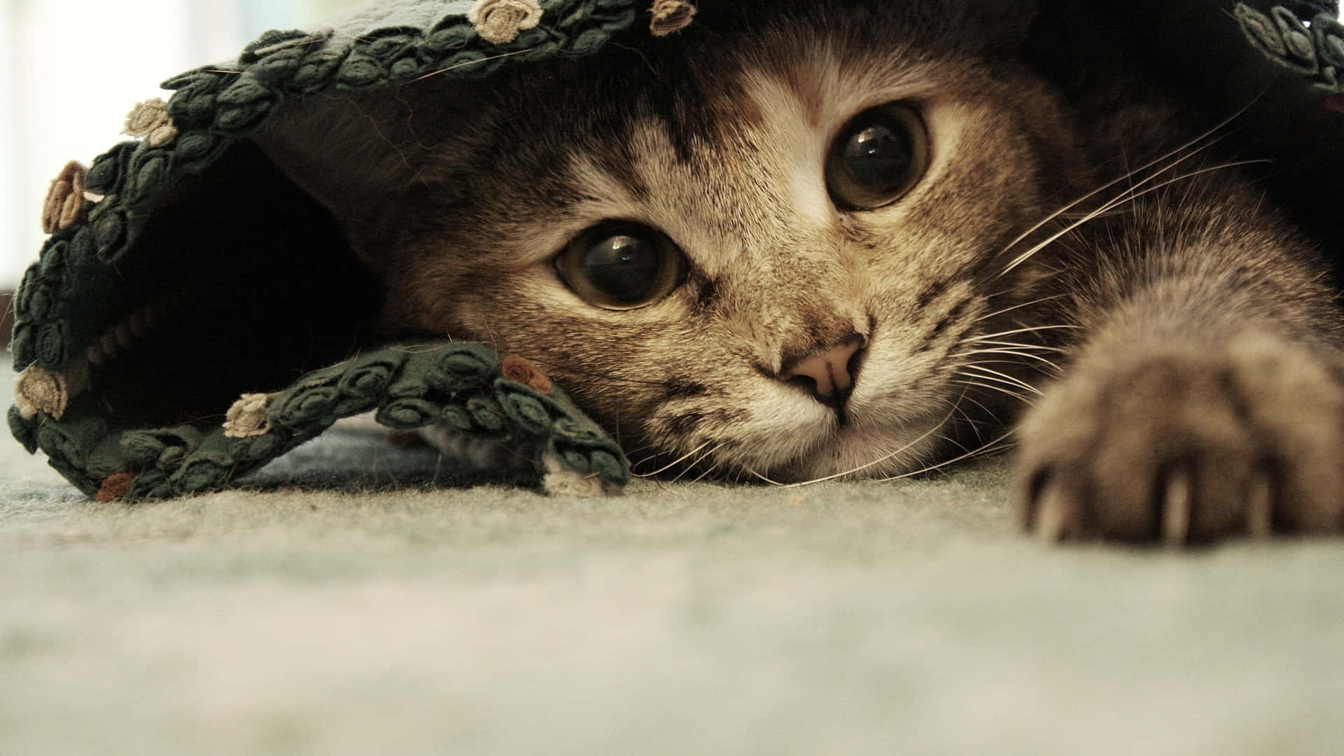 Cute Tabby Cat Eyes Background