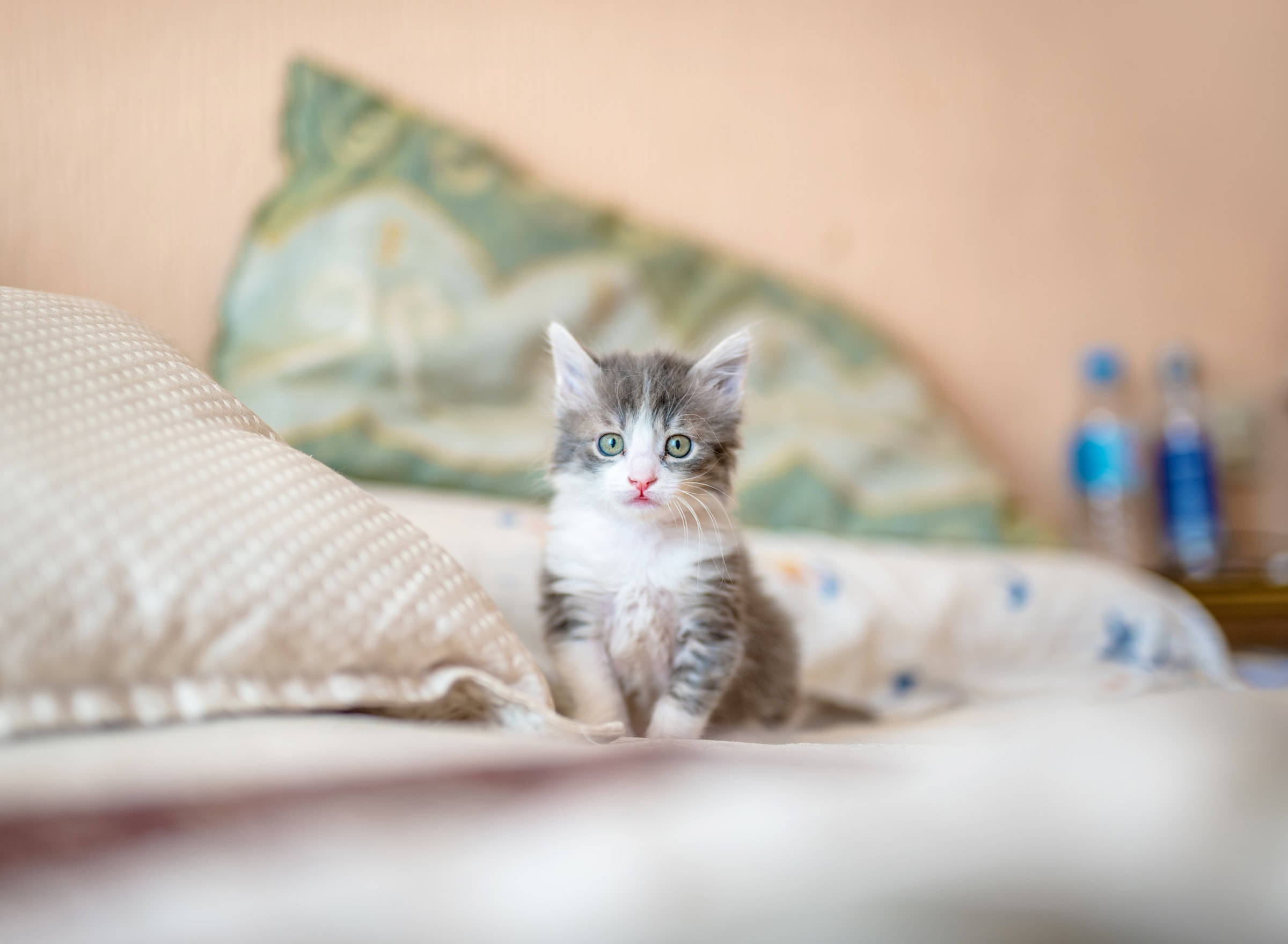 Cute Tabby Kitten Cat Pfp Background
