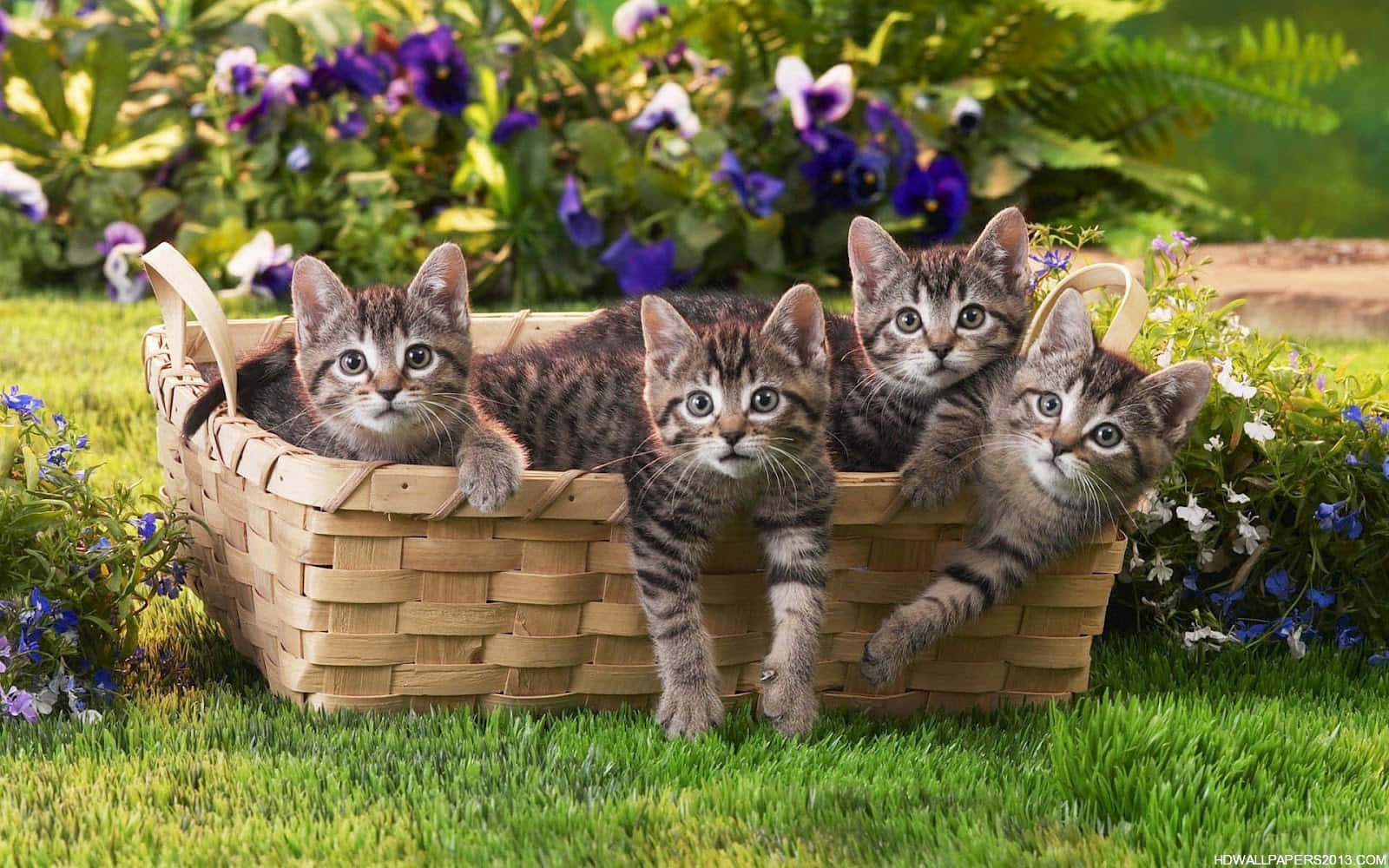 Cute Tabby Kittens In A Woven Basket Wallpaper