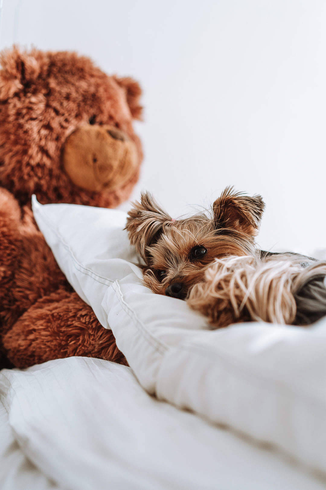Cute Teddy Bear And A Dog Wallpaper