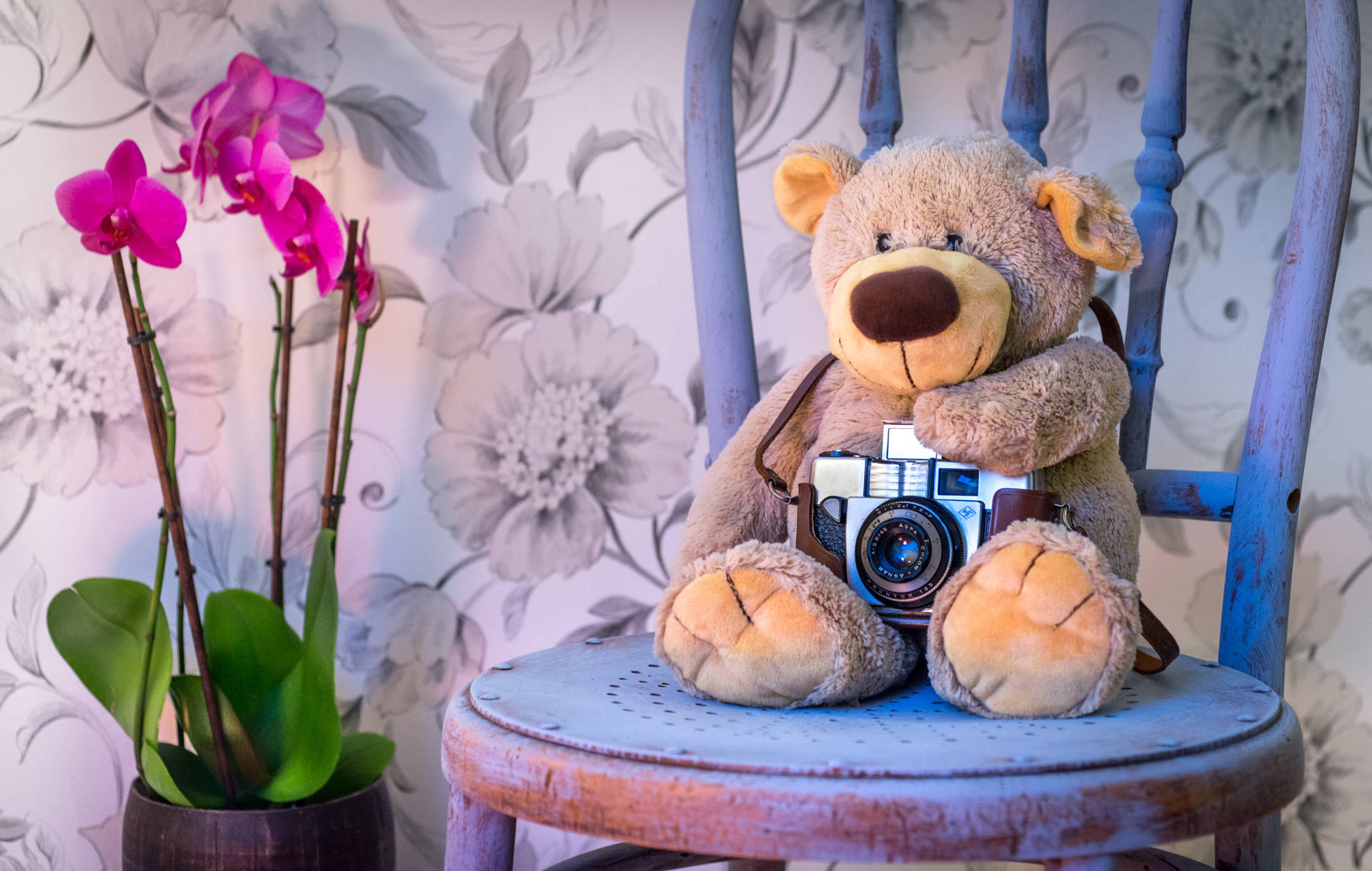 Sød teddybjørn med kameraopsætnings tapet Wallpaper