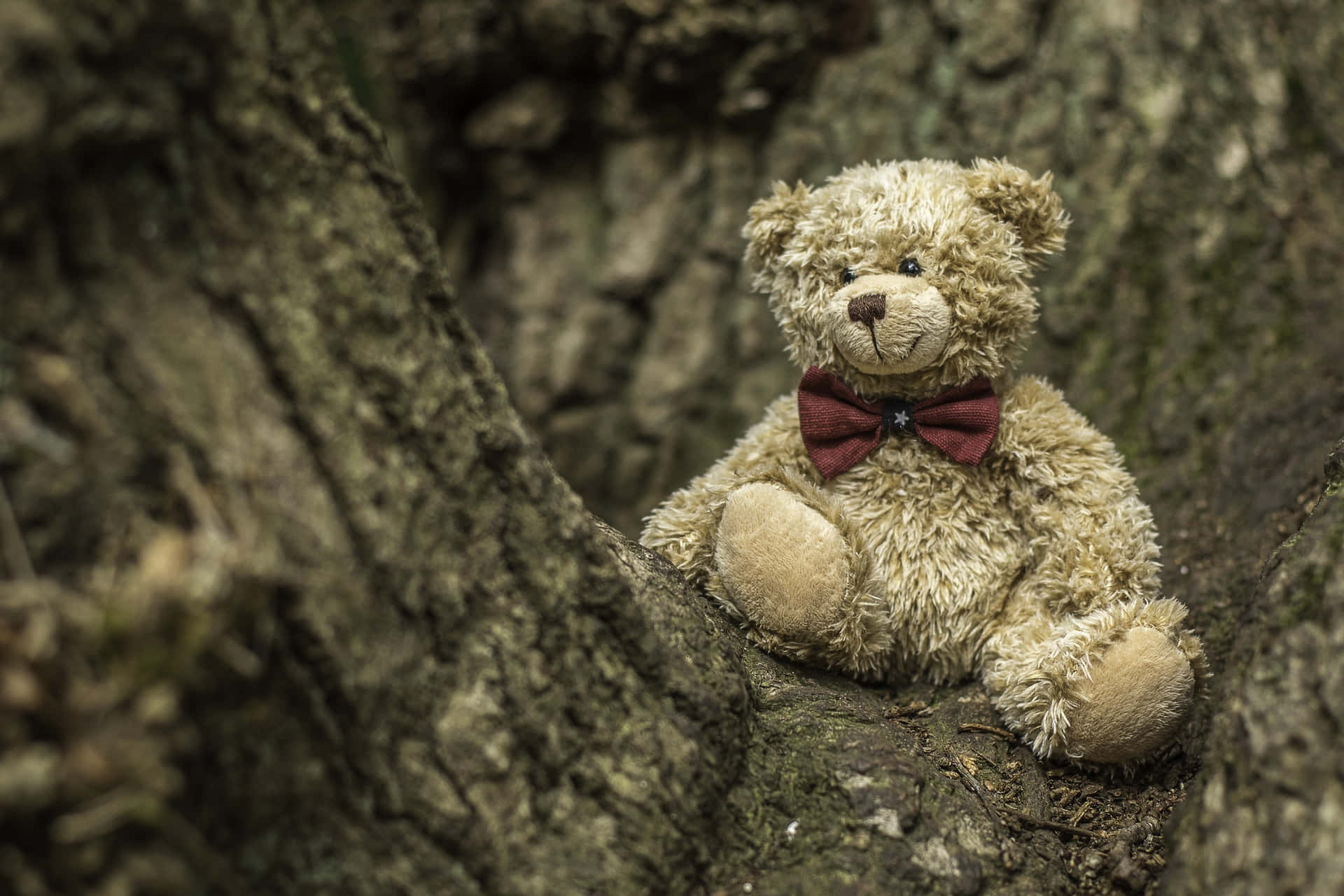 Låtdenna Söta Teddybjörn Sprida Glädje Till Dig!